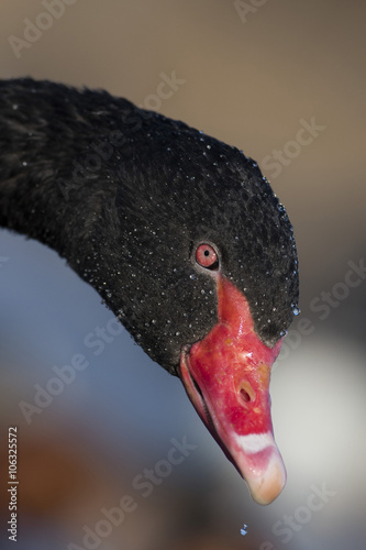 A close-up of a Black Swan