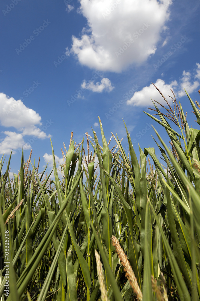 Naklejka premium Corn field, summer time 