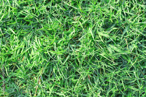 Real green grass background with dew for pattern