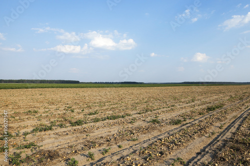Harvesting onion field 