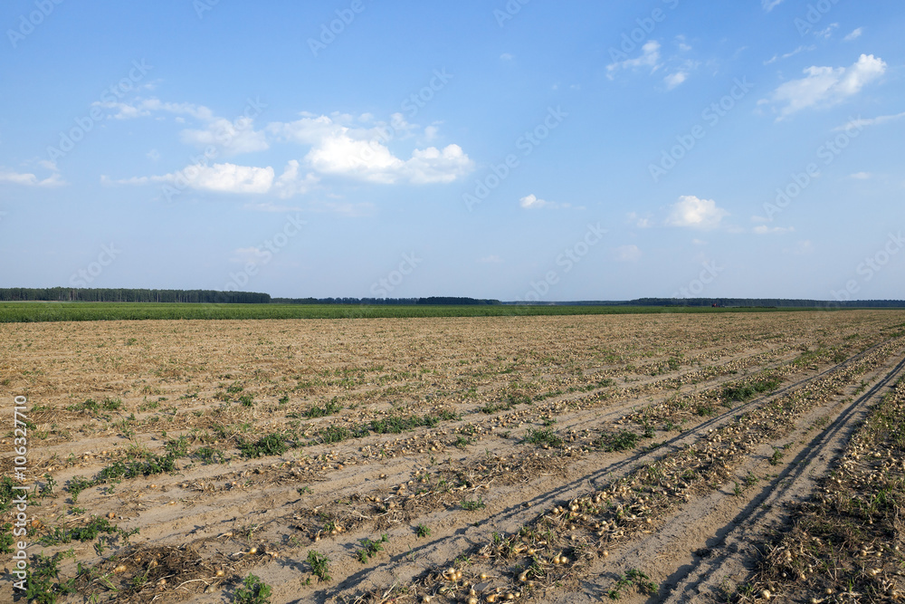 Harvesting onion field 