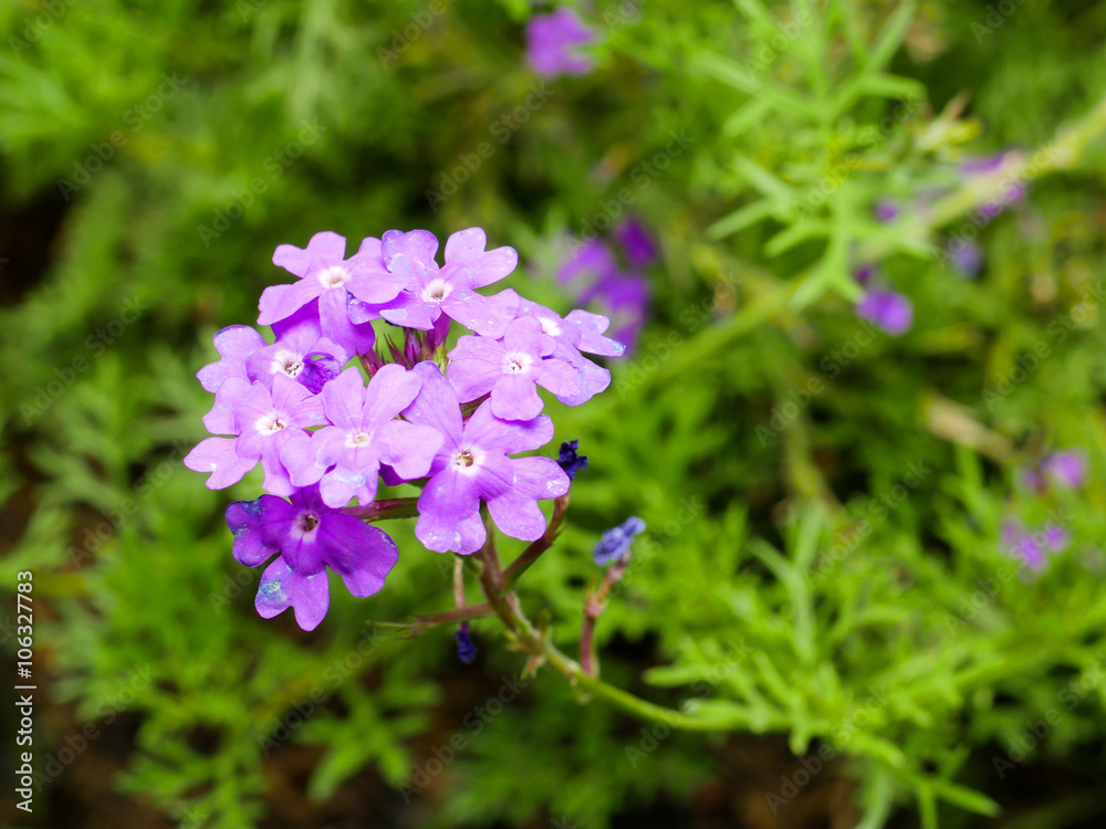 Obraz premium Verbena flower 3
