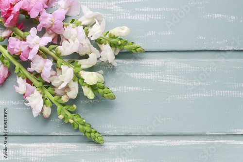 Pink matthiola flowers on mint wooden background photo