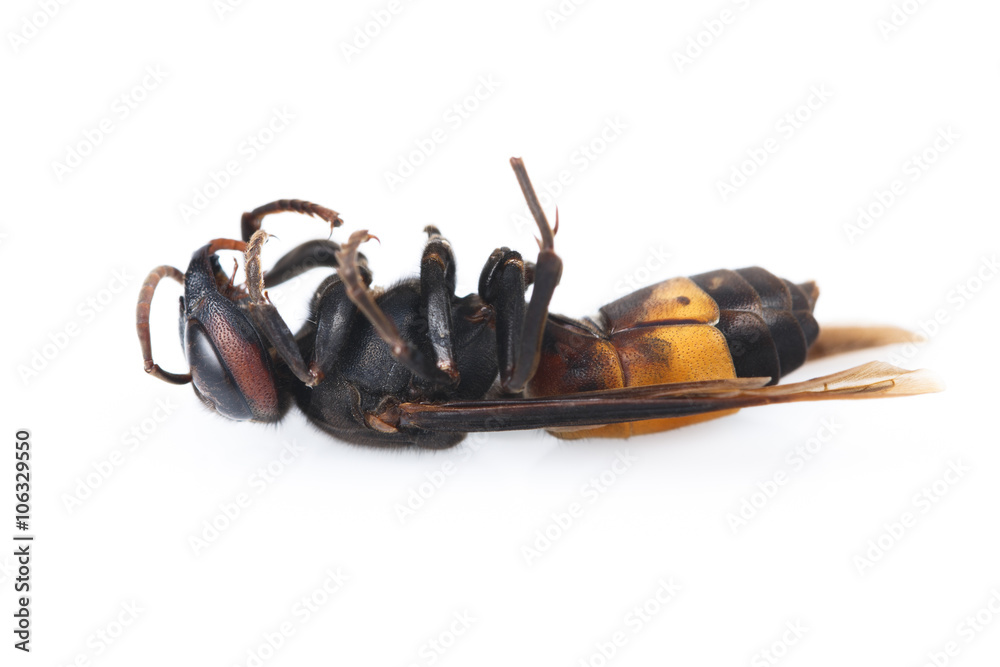 Fototapeta premium Dead wasp isolated on a white
