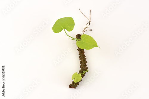 heart leaf moonseed herb for healthy, Tinospora cordifolia (Willd)., Menispermaceae photo