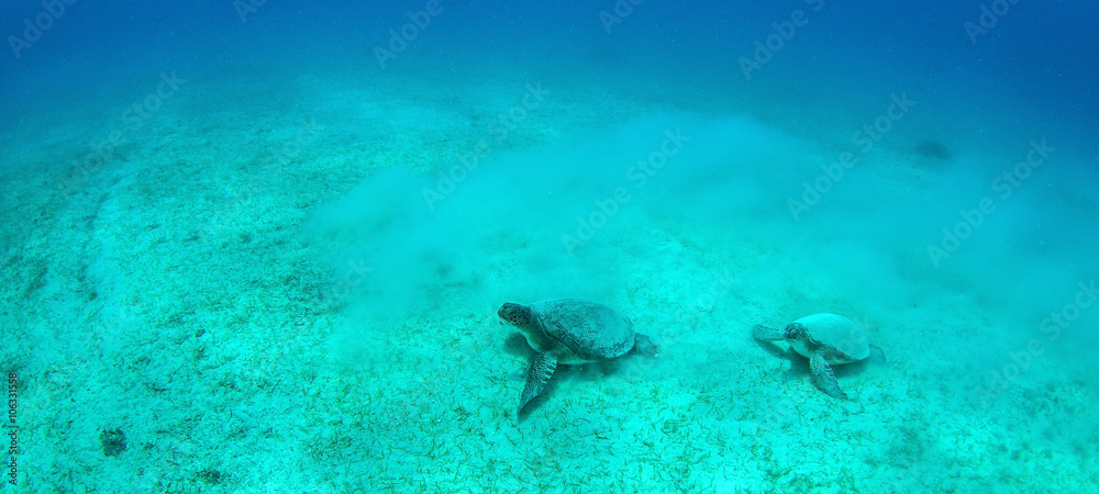 Sea Turtle Sea Turtle