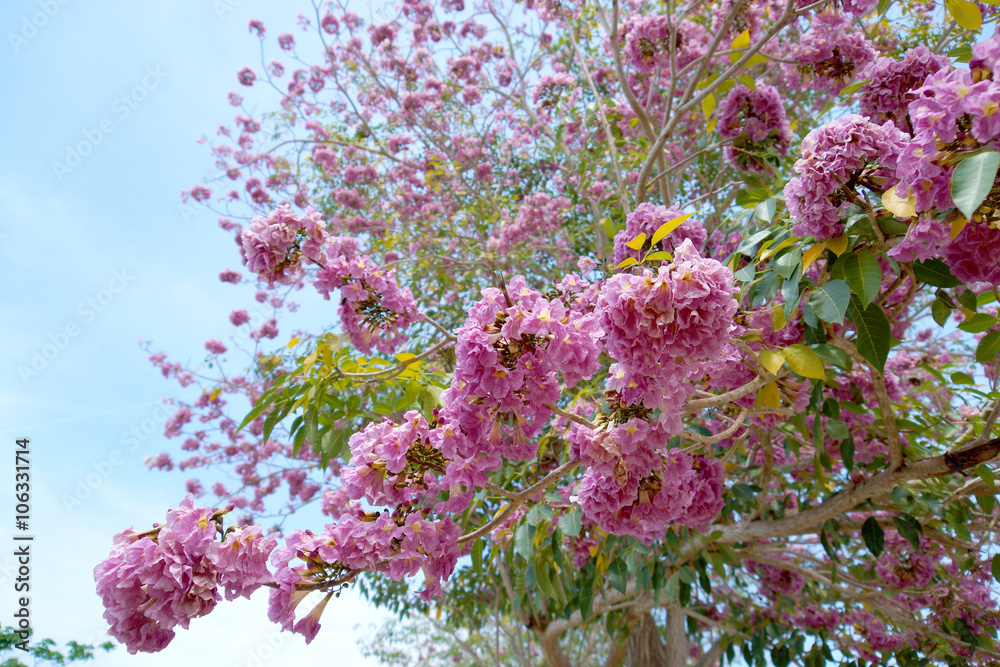 Pink trumpet tree flower blooming