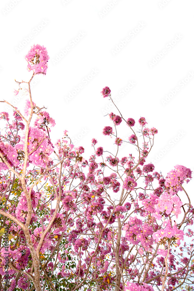 Pink trumpet tree flower blooming