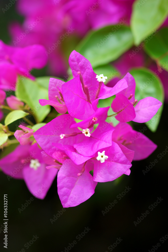 Pink of Bougainvillea flower.