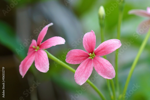 Rangoon creeper flower