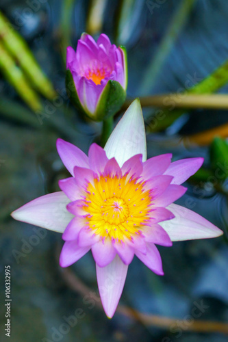 beautiful pink waterlily or lotus flower.