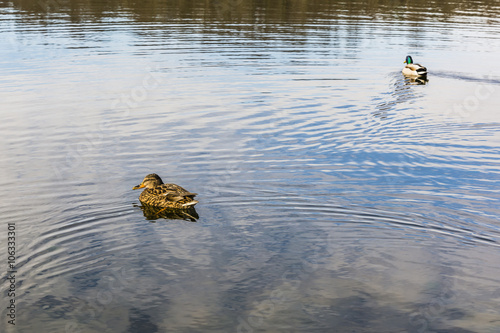 Female flows in a different direction than the male.