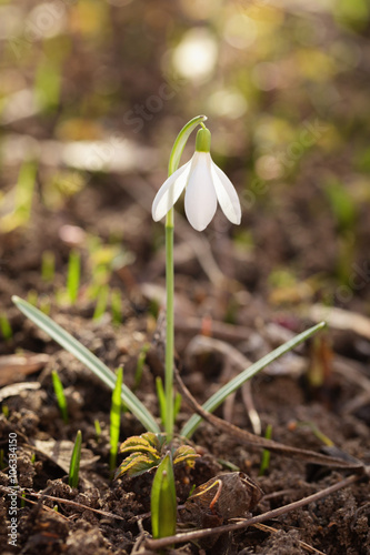 white snowdrop flower in sunny morning, springtime photo shallow focus © GCapture
