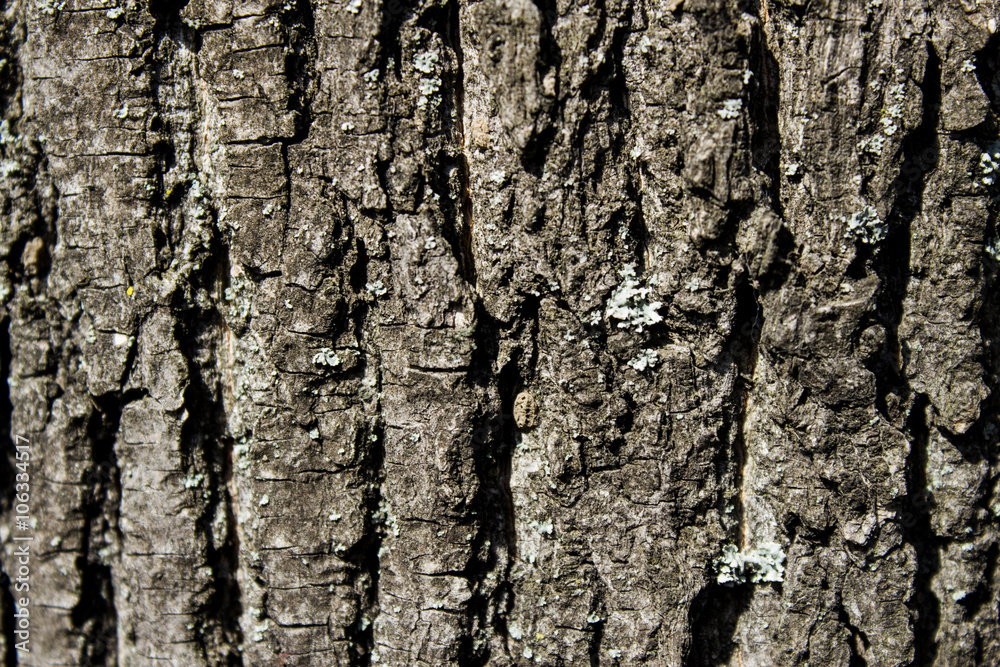 Naklejka premium The bark of the tree. Texture. Pattern. Background.