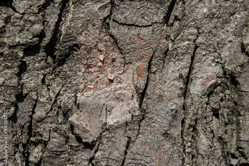 The bark of the tree. Texture. Pattern. Background.