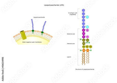 structure of the lipopolysaccharide (gram negative bacteria)