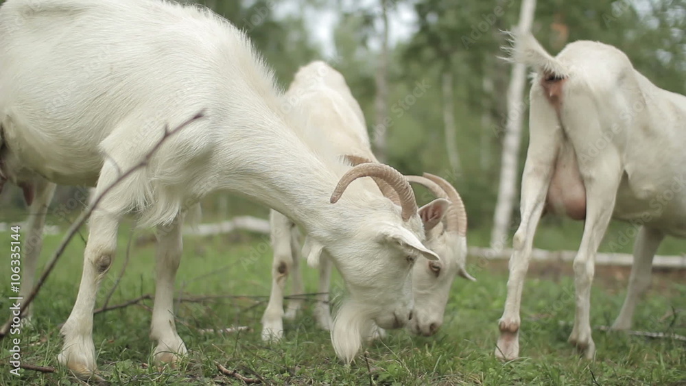 White goat on a meadow White goat on a meadow