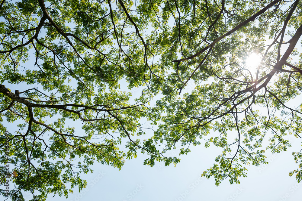 Sun shining through the branches of a tree. Sun shining through the branches of a tree.
