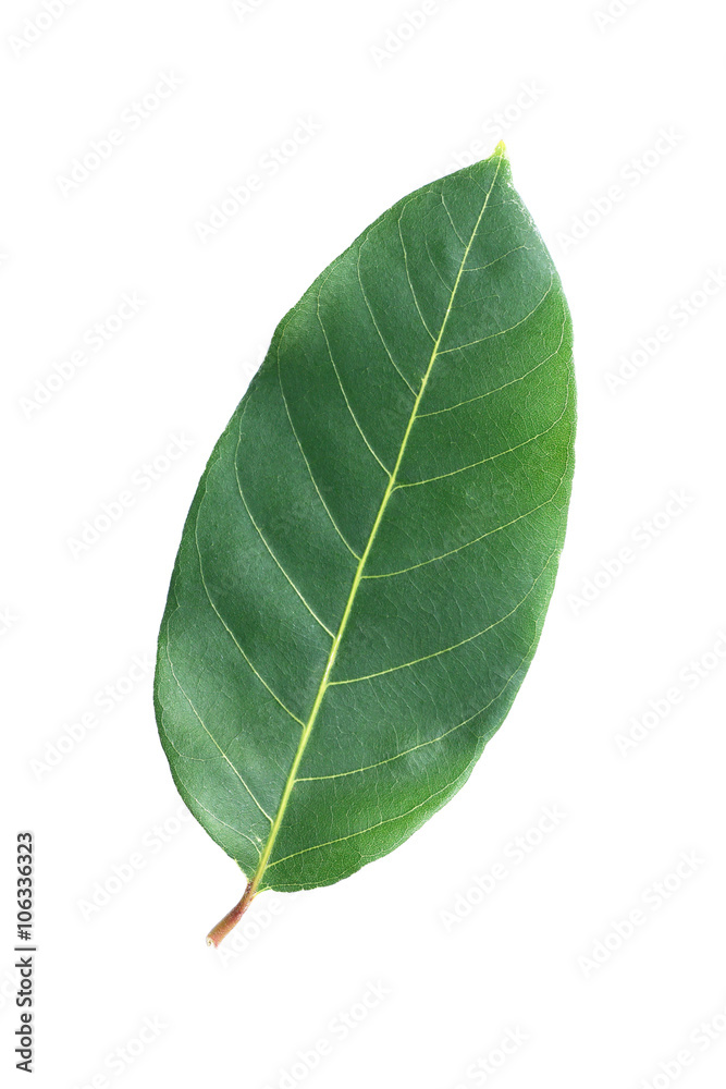 Obraz premium One green leaf isolated on white