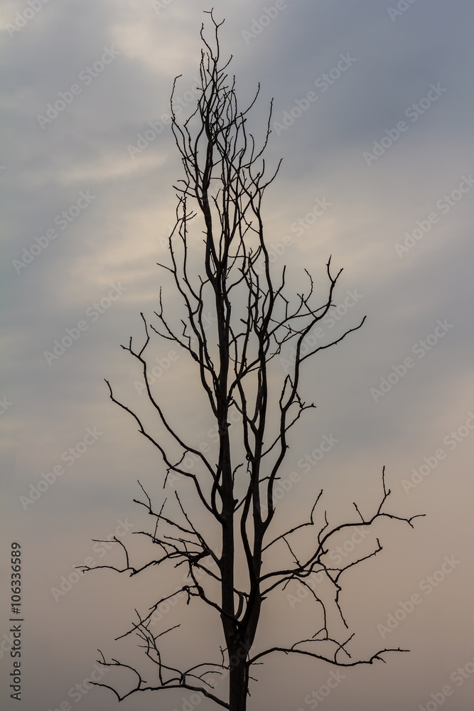 Fototapeta premium Silhouette bare trees.