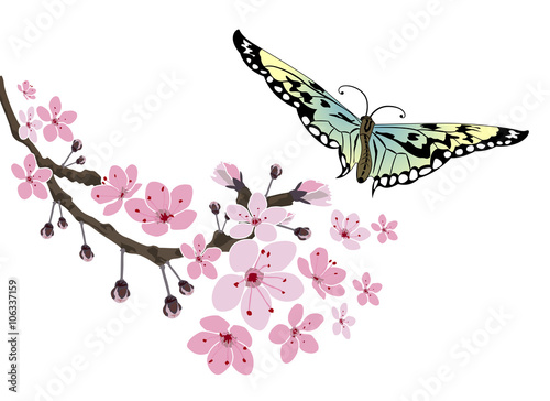 Cherry blossom and butterfly. Sakura flowers isolated on white background.