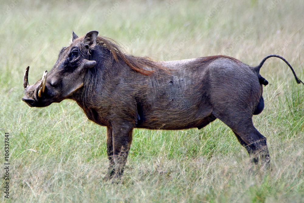 Warthog, Maasai Mara Game Reserve, Kenya Warthog, Maasai Mara Game Reserve, Kenya