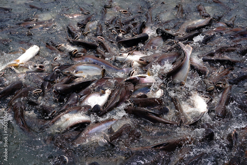 Many fish are fight over for food in river