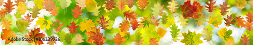 many autumn leaf