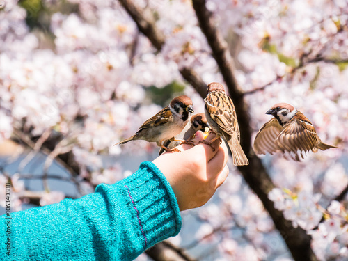 Sparrow photo