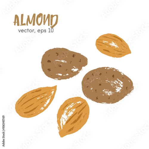 Sketched illustration of almond nut. Hand drawn brush food.
