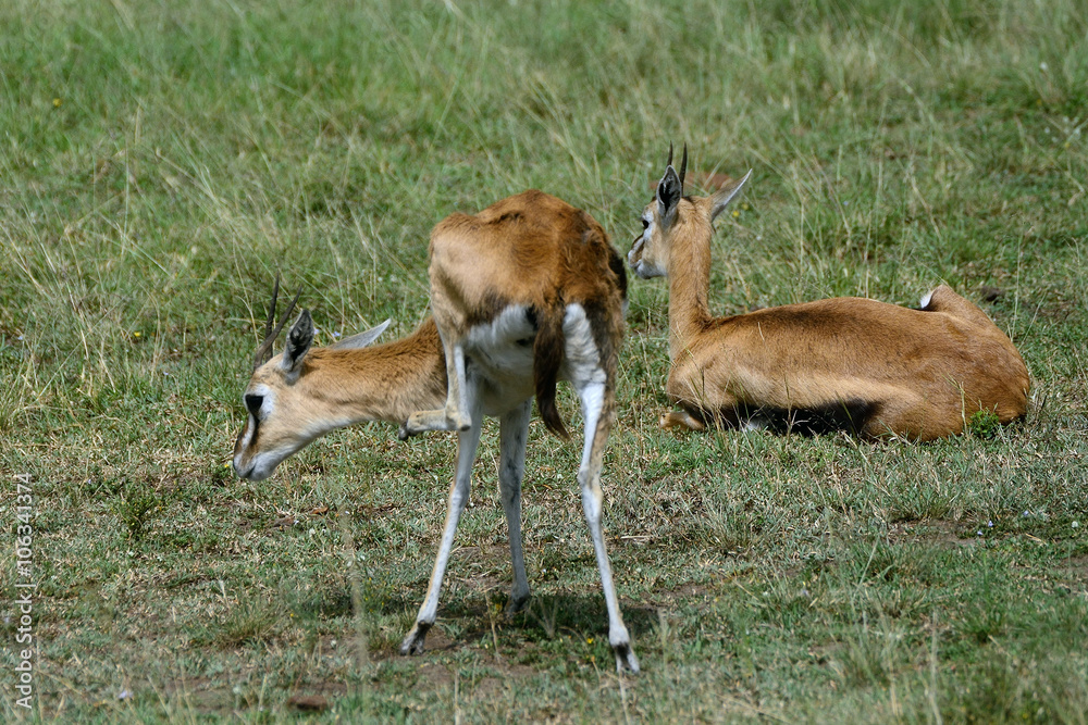 Thomson-gazelles, Maasai Mara Game Reserve, Kenya Thomson-gazelles, Maasai Mara Game Reserve, Kenya