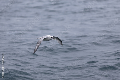 Arctic fulmar in flight, Svalbard, Arctic.