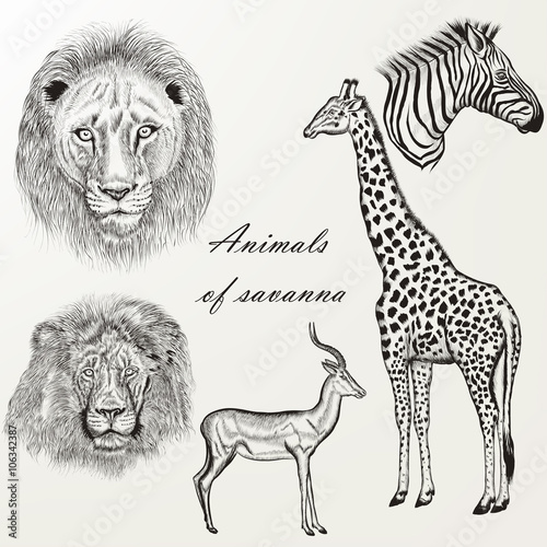 Vector set of hand drawn detailed African animals