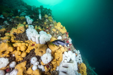 Foto auf Acrylglas Tauchen Scuba diving in British Columbia  © Michael Bogner