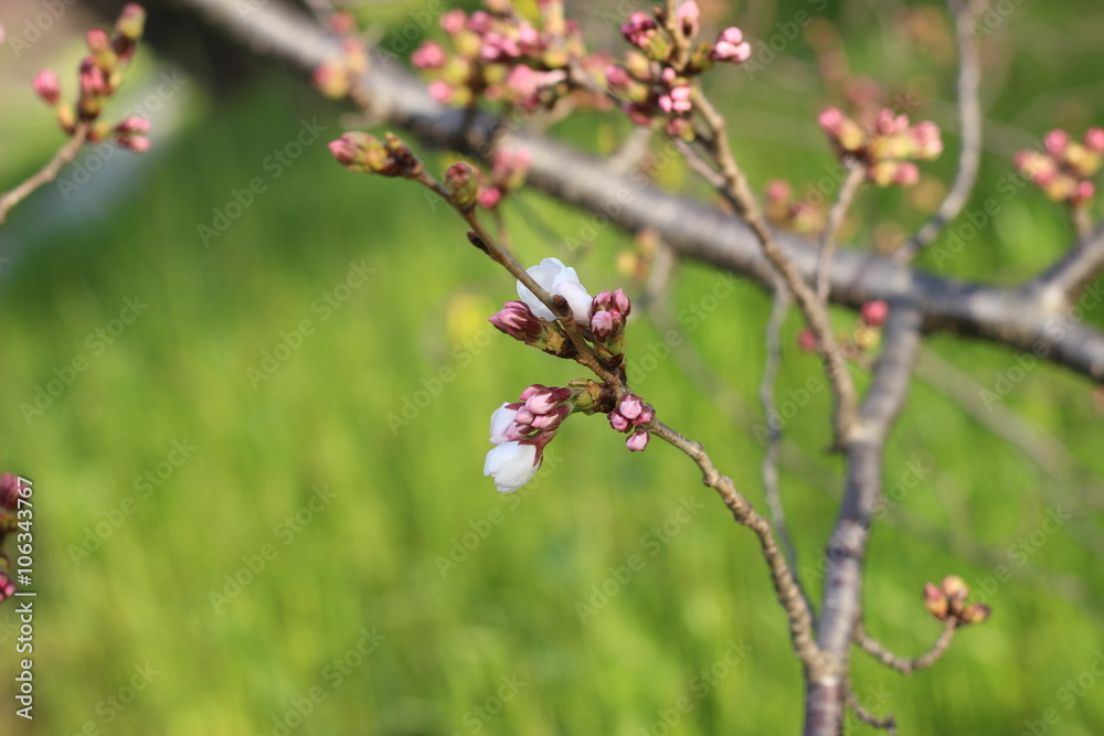 桜の花 桜の花