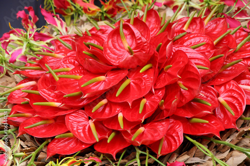 beautiful red Anthurium flowers in spring
