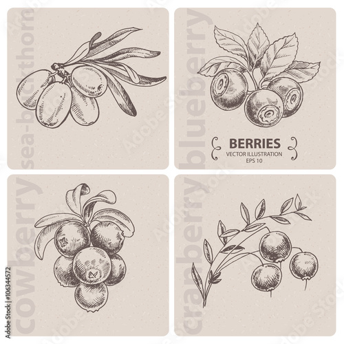 Autumn Berries, hand drawn