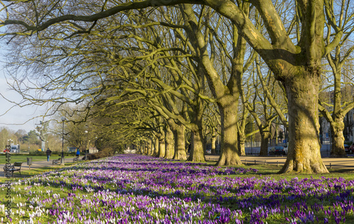 Spring flowering crocuses in the park
