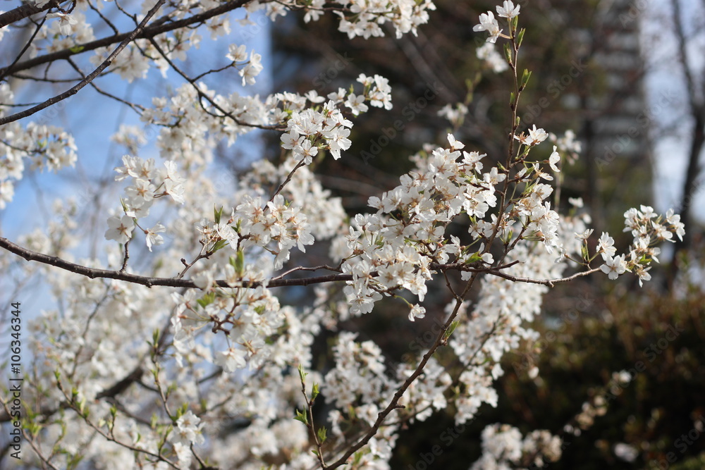 Obraz premium 桜の花