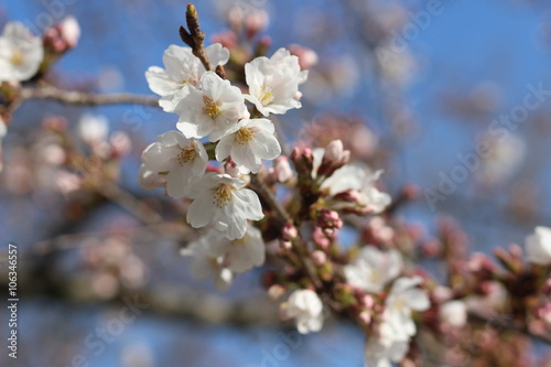 桜の花