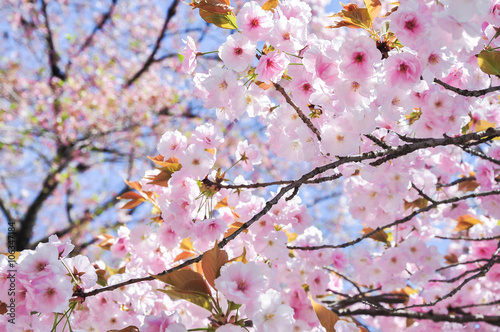 Spring cherry blossom blur background