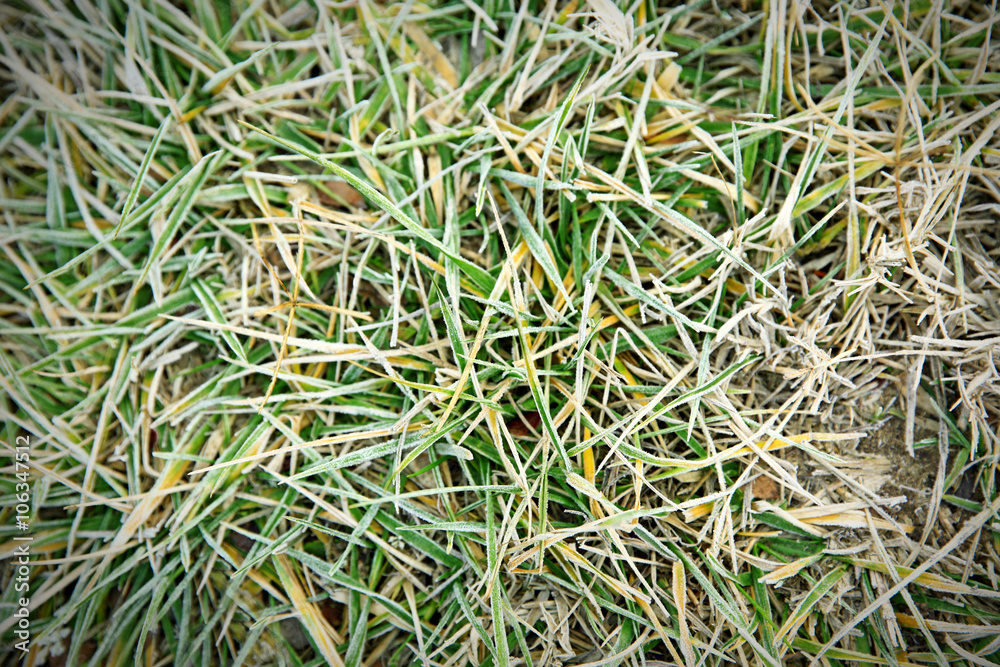 Frozen grass, close up. Natural background Frozen grass, close up. Natural background