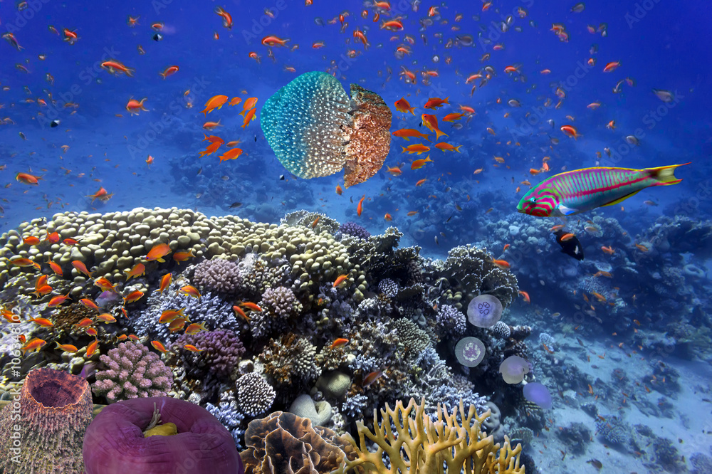 Fototapeta premium Shoal of fish and giant jellyfish