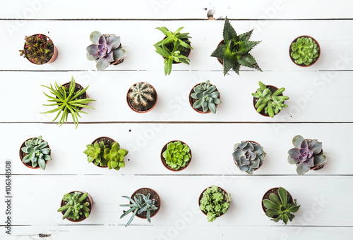 Floral pattern. Succulents. Background.