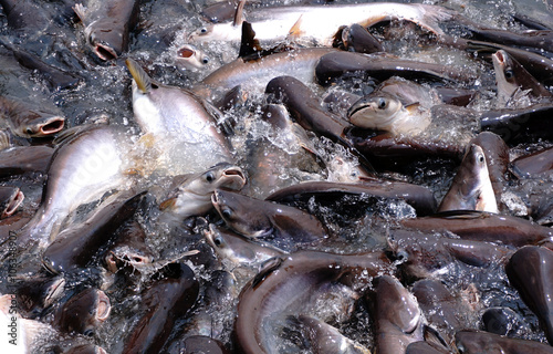 Many fish are fight over for food in river