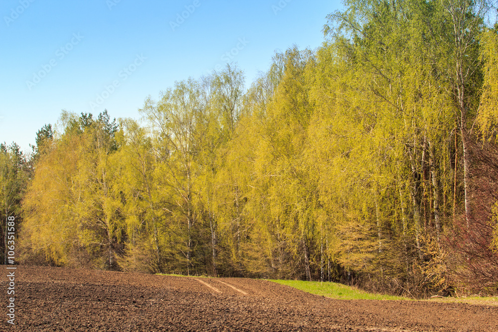 Fototapeta premium spring birch grove near ploughed field against blue sky