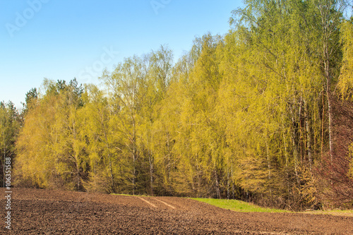 spring birch grove near ploughed field against blue sky