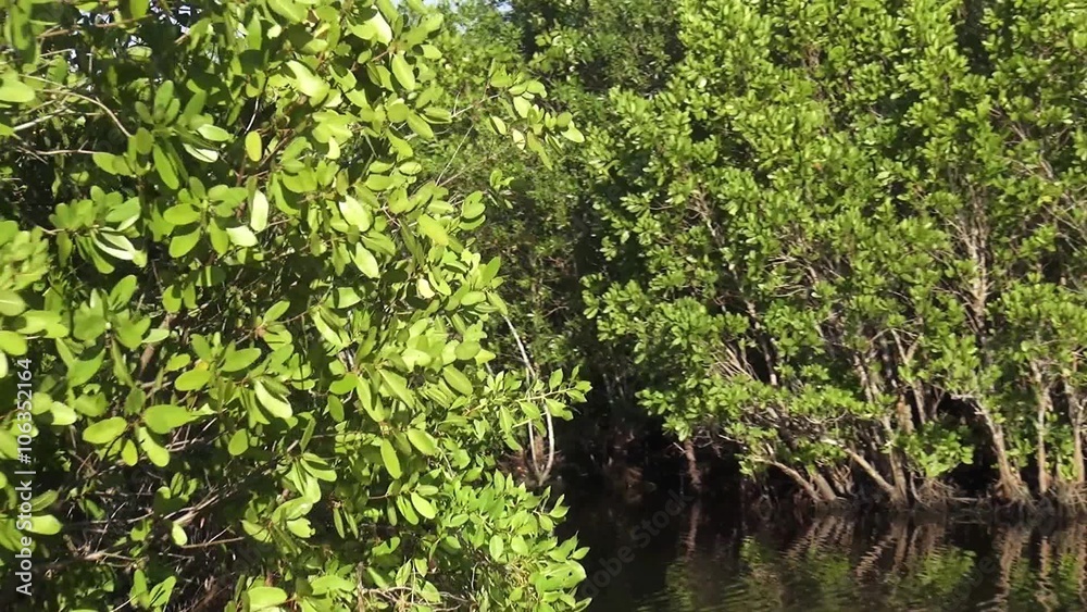 Airboat Ride through mangrove forest Airboat Ride through mangrove forest
