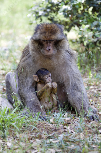 female with young Barbary Ape  Macaca Sylvanus  Atlas Mountains  Morocco