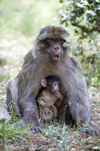 female with young Barbary Ape, Macaca Sylvanus, Atlas Mountains, Morocco